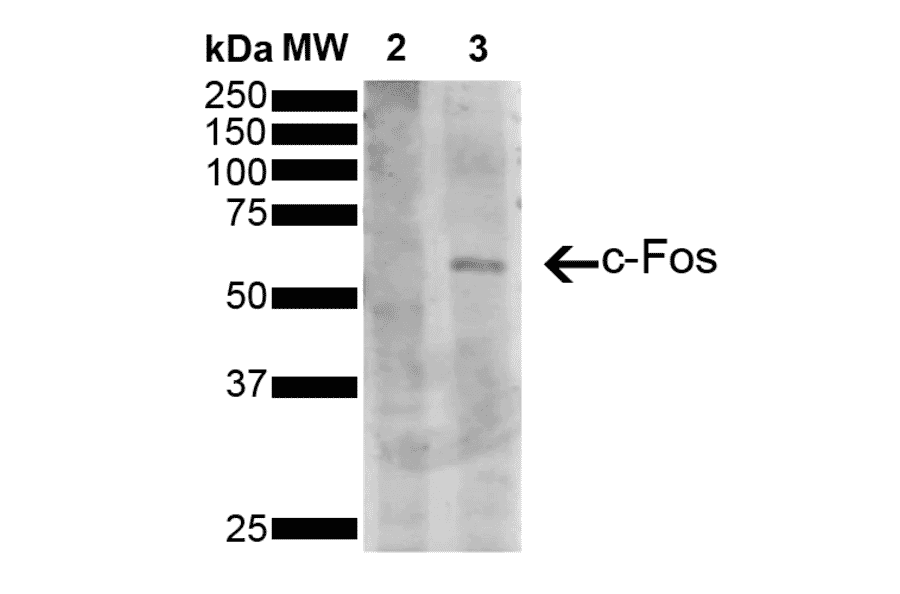 Western Blot - Anti-c-Fos Antibody [5B10] (A305156) - Antibodies.com