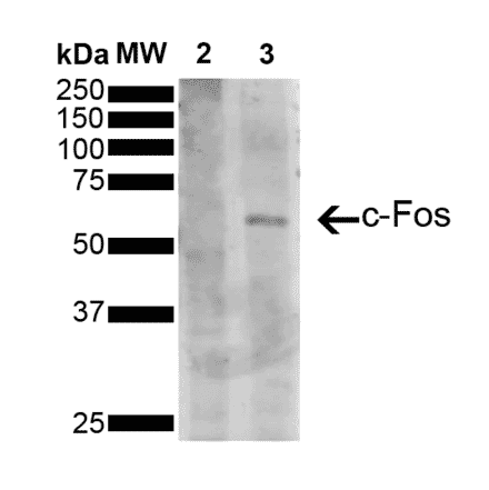 Western Blot - Anti-c-Fos Antibody [5B10] (A305156) - Antibodies.com