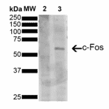 Western Blot - Anti-c-Fos Antibody [5B10] (A305156) - Antibodies.com