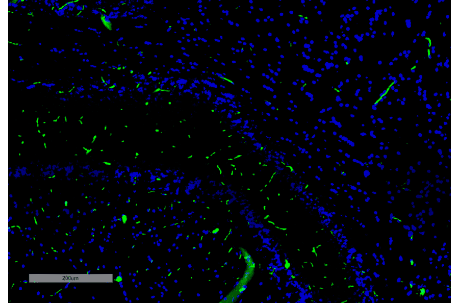 Immunohistochemistry - Anti-c-Fos Antibody [5B10] (A305156) - Antibodies.com