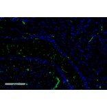 Immunohistochemistry - Anti-c-Fos Antibody [5B10] (A305156) - Antibodies.com