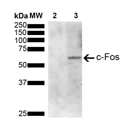 Western Blot - Anti-c-Fos Antibody [4A3] (A305157) - Antibodies.com