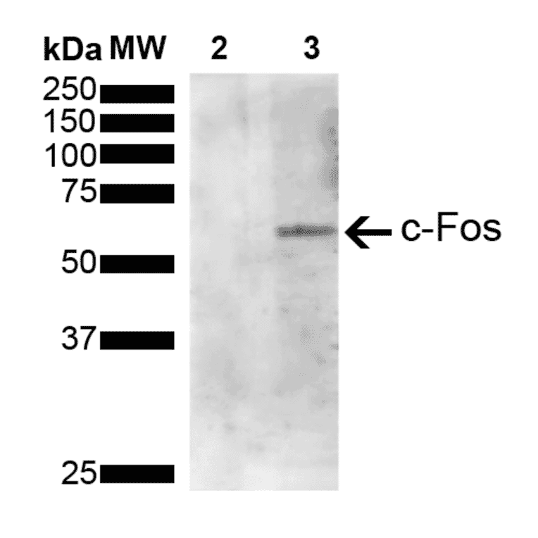 Western Blot - Anti-c-Fos Antibody [4A3] (A305157) - Antibodies.com