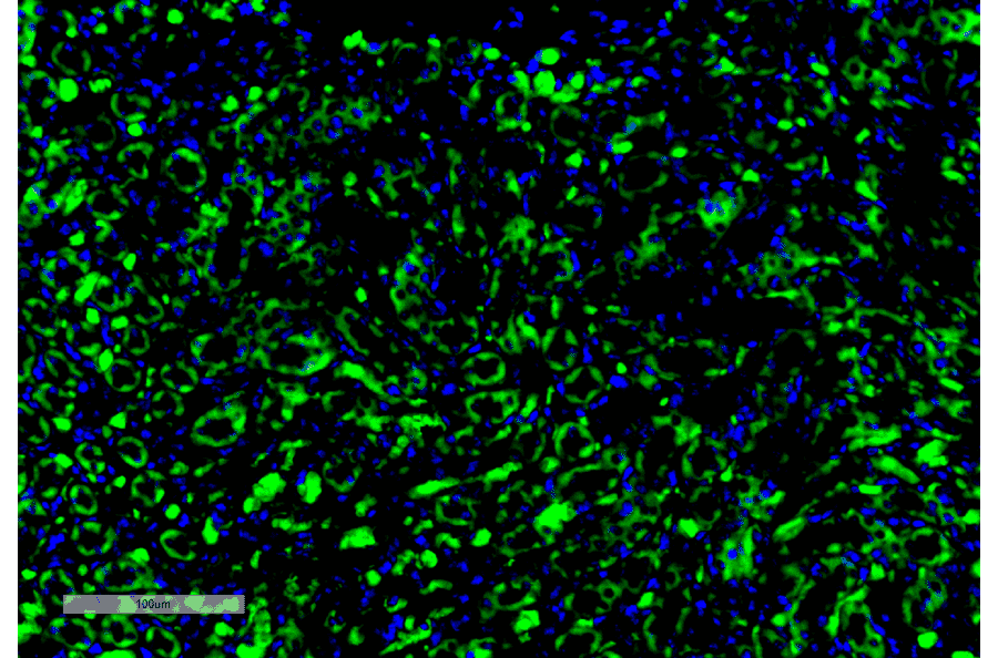 Immunohistochemistry - Anti-c-Fos Antibody [4A3] (A305157) - Antibodies.com