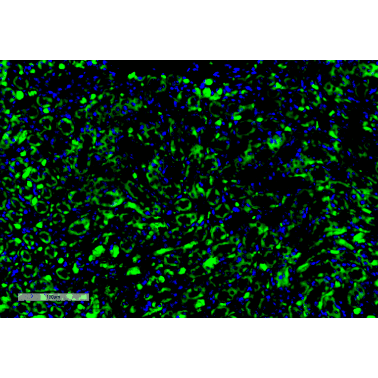Immunohistochemistry - Anti-c-Fos Antibody [4A3] (A305157) - Antibodies.com