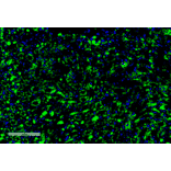 Immunohistochemistry - Anti-c-Fos Antibody [4A3] (A305157) - Antibodies.com