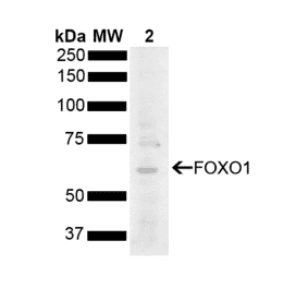 Western Blot - Anti-FOXO1A Antibody (A305159) - Antibodies.com