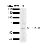 Western Blot - Anti-FOXO1A Antibody (A305159) - Antibodies.com