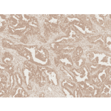 Immunohistochemistry - Anti-Axin 2 Antibody (A305160) - Antibodies.com
