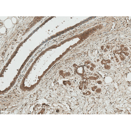 Immunohistochemistry - Anti-Axin 1 Antibody (A305162) - Antibodies.com