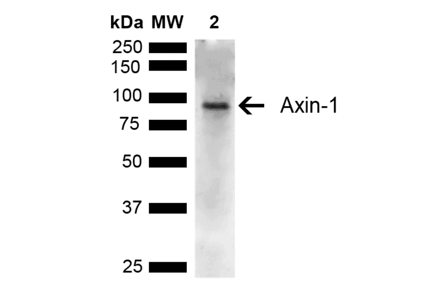 Western Blot - Anti-Axin 1 Antibody (A305162) - Antibodies.com