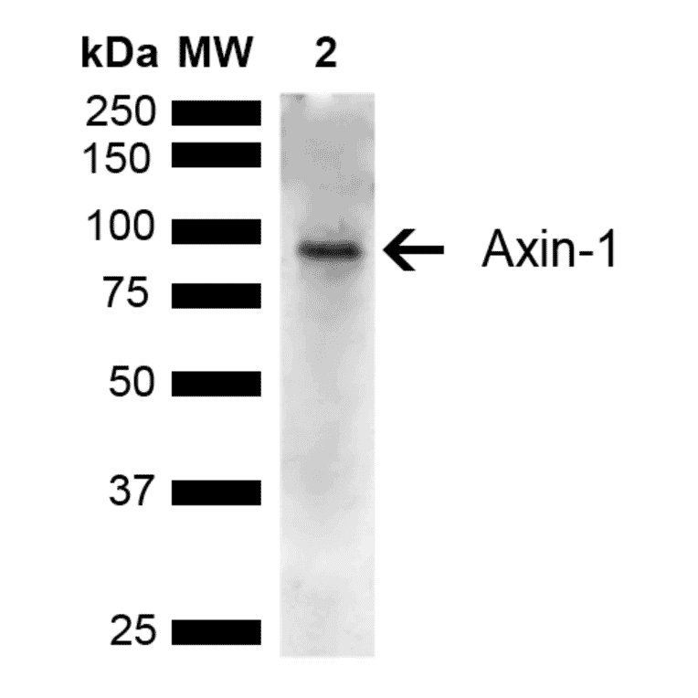 Western Blot - Anti-Axin 1 Antibody (A305162) - Antibodies.com