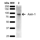 Western Blot - Anti-Axin 1 Antibody (A305162) - Antibodies.com