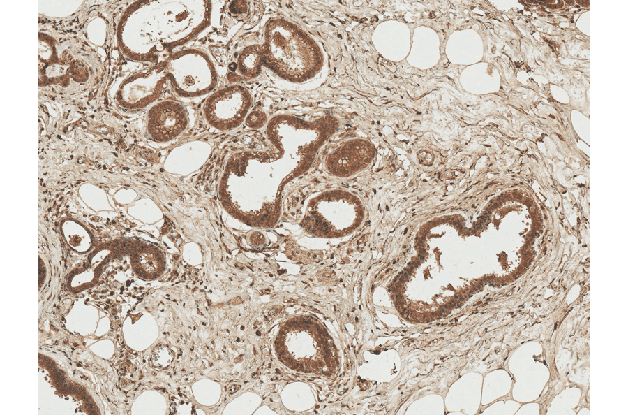 Immunohistochemistry - Anti-Axin 1 Antibody (A305162) - Antibodies.com