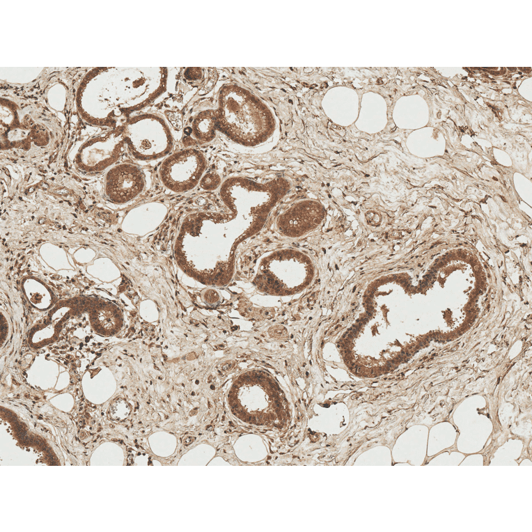Immunohistochemistry - Anti-Axin 1 Antibody (A305162) - Antibodies.com