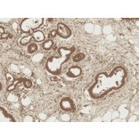 Immunohistochemistry - Anti-Axin 1 Antibody (A305162) - Antibodies.com