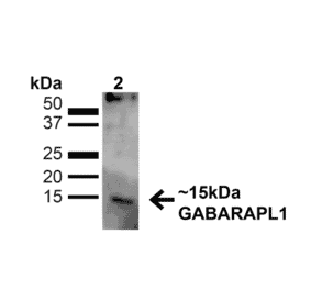 Western Blot - Anti-GABARAPL1 Antibody (A305163) - Antibodies.com