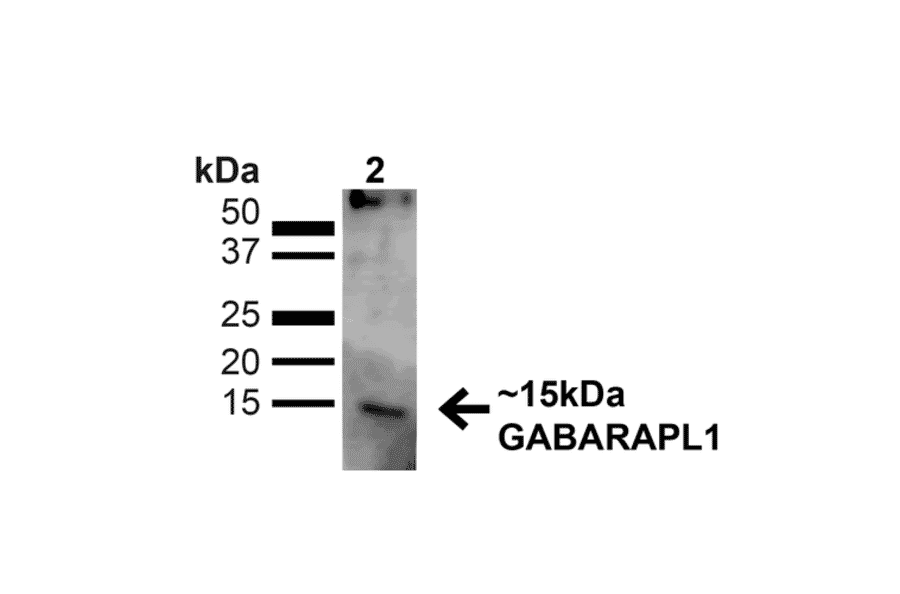 Western Blot - Anti-GABARAPL1 Antibody (A305163) - Antibodies.com