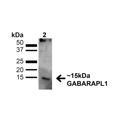 Western Blot - Anti-GABARAPL1 Antibody (A305163) - Antibodies.com