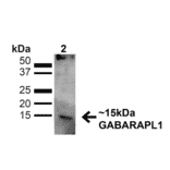 Western Blot - Anti-GABARAPL1 Antibody (A305163) - Antibodies.com
