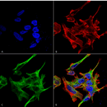 Immunocytochemistry/Immunofluorescence - Anti-GABARAPL1 Antibody (A305163) - Antibodies.com