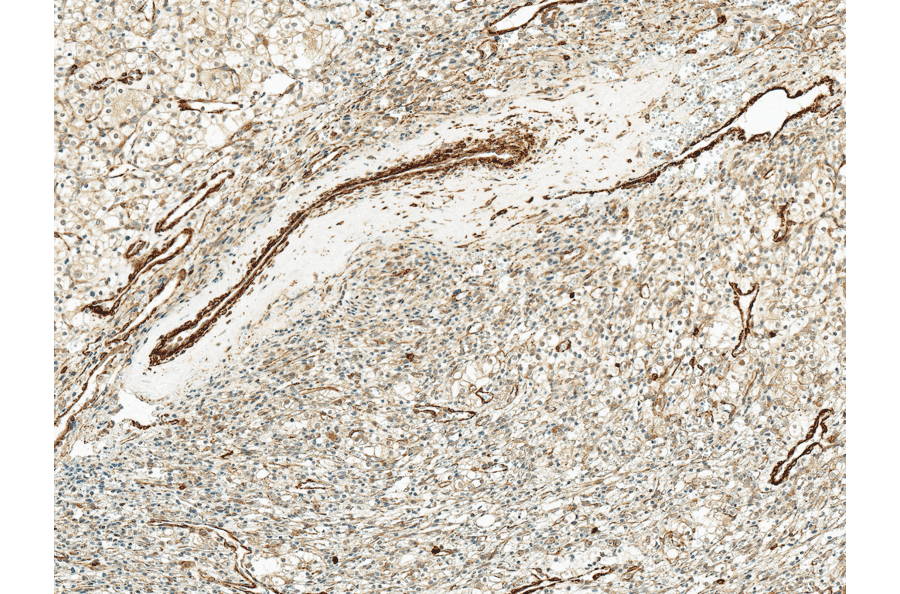 Immunohistochemistry - Anti-Kir4.1 Antibody (A305164) - Antibodies.com