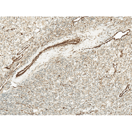 Immunohistochemistry - Anti-Kir4.1 Antibody (A305164) - Antibodies.com