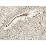 Immunohistochemistry - Anti-Kir4.1 Antibody (A305164) - Antibodies.com