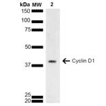 Western Blot - Anti-Cyclin D1 Antibody (A305166) - Antibodies.com