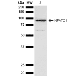 Western Blot - Anti-NFATC1 Antibody (A305167) - Antibodies.com