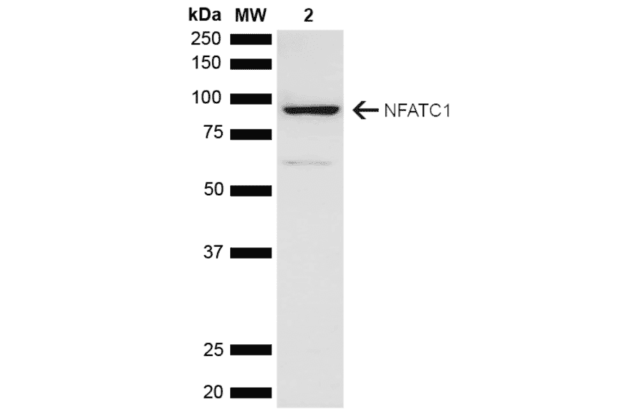 Western Blot - Anti-NFATC1 Antibody (A305167) - Antibodies.com