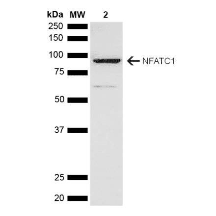 Western Blot - Anti-NFATC1 Antibody (A305167) - Antibodies.com