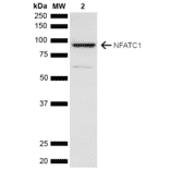 Western Blot - Anti-NFATC1 Antibody (A305167) - Antibodies.com