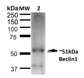 Western Blot - Anti-Beclin 1 Antibody (A305168) - Antibodies.com
