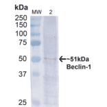 Western Blot - Anti-Beclin 1 Antibody (A305168) - Antibodies.com