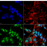Immunocytochemistry/Immunofluorescence - Anti-Beclin 1 Antibody (A305168) - Antibodies.com