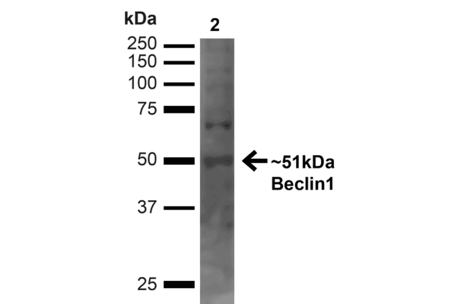 Western Blot - Anti-Beclin 1 Antibody (A305169) - Antibodies.com