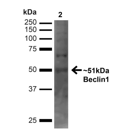 Western Blot - Anti-Beclin 1 Antibody (A305169) - Antibodies.com