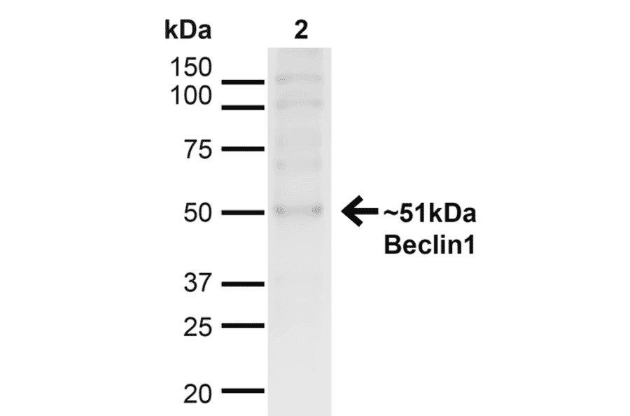 Western Blot - Anti-Beclin 1 Antibody (A305169) - Antibodies.com