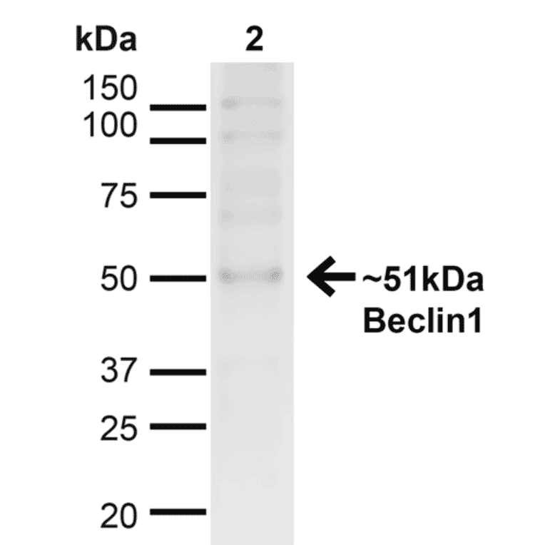 Western Blot - Anti-Beclin 1 Antibody (A305169) - Antibodies.com