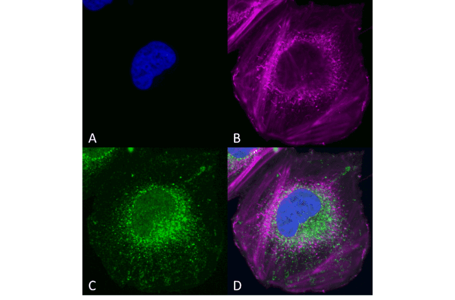 Immunocytochemistry/Immunofluorescence - Anti-Beclin 1 Antibody (A305169) - Antibodies.com