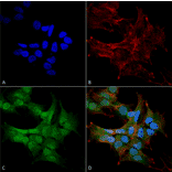 Immunocytochemistry/Immunofluorescence - Anti-Beclin 2 Antibody (A305170) - Antibodies.com