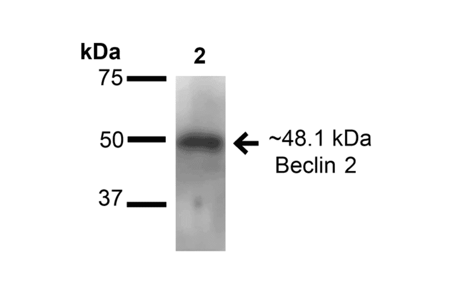 Western Blot - Anti-Beclin 2 Antibody (A305170) - Antibodies.com