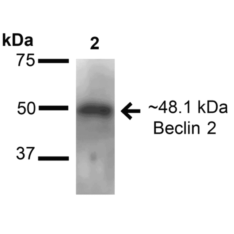 Western Blot - Anti-Beclin 2 Antibody (A305170) - Antibodies.com