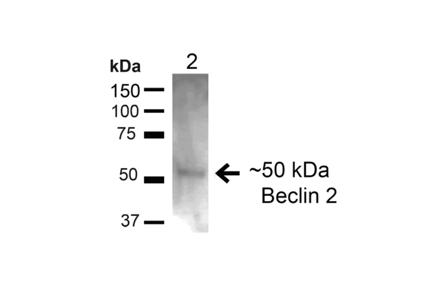 Western Blot - Anti-Beclin 2 Antibody (A305170) - Antibodies.com