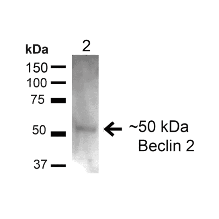 Western Blot - Anti-Beclin 2 Antibody (A305170) - Antibodies.com