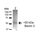 Western Blot - Anti-Beclin 2 Antibody (A305170) - Antibodies.com