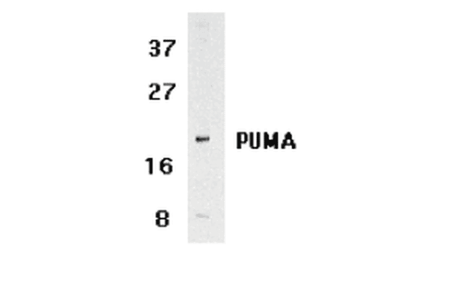Western Blot - Anti-PUMA Antibody (A305172) - Antibodies.com