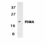 Western Blot - Anti-PUMA Antibody (A305172) - Antibodies.com