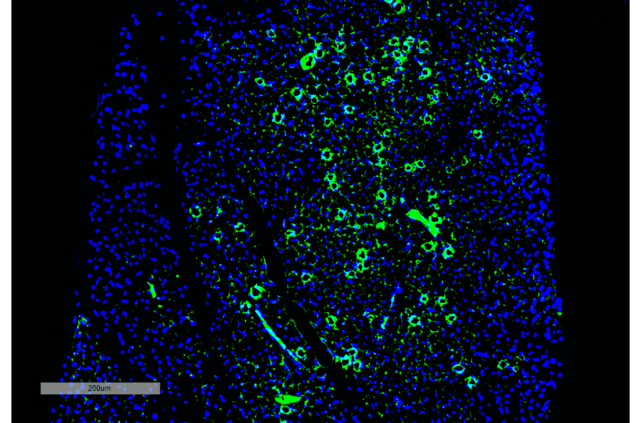 Immunohistochemistry - Anti-Parvalbumin Antibody [C12] (A305173) - Antibodies.com